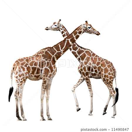 Two giraffes Two giraffes 11490847