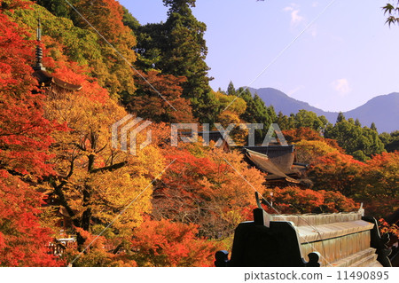 Autumn leaves of Shinshan Shrine (Nara) 11490895
