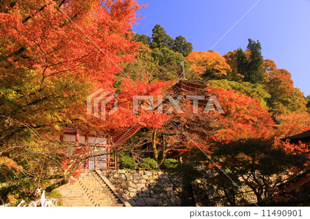 Shinshan Shrine（奈良）的秋葉 11490901