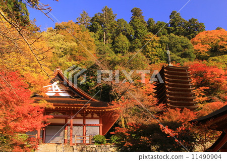 Shinshan Shrine（奈良）的秋葉 11490904