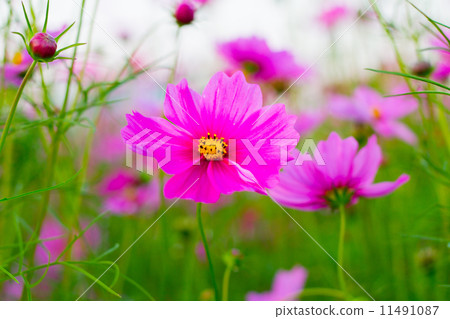 pink cosmos pink cosmos 11491087