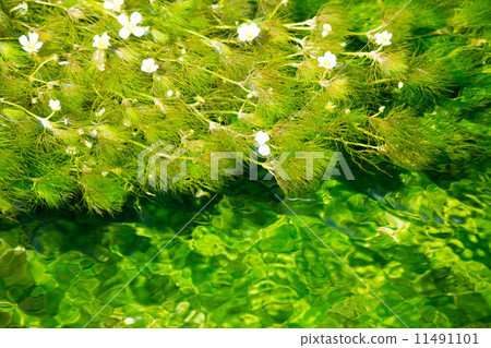 Mei algae ⑧ 11491101