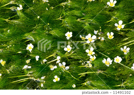 Mei algae ⑧ 11491102