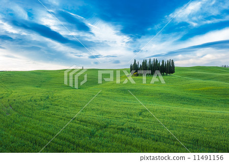 typical tuscan landscape 11491156