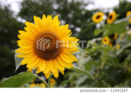 sunflower sunflower 11491167