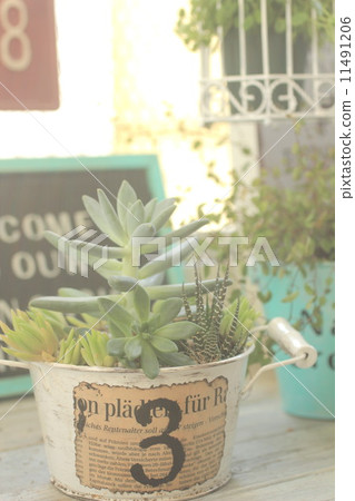 多汁植物 多汁植物 11491206