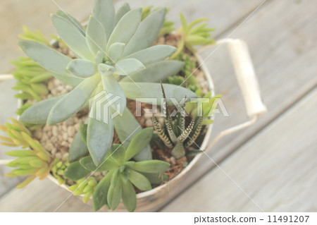 多汁植物 多汁植物 11491207