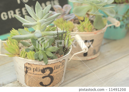 Succulent plants Succulent plants 11491208
