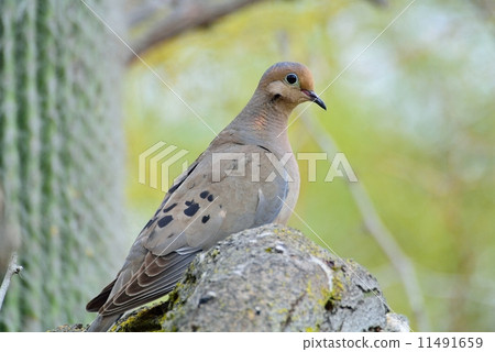 Nageki bato 11491659