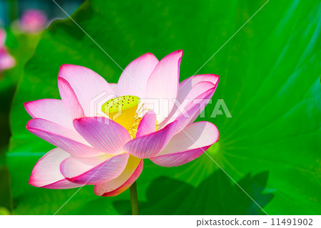 蓮花 蓮花 11491902