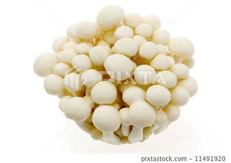 離褶傘 離褶傘 11491920