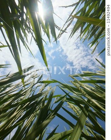 Young rice ear and summer sky 11492494