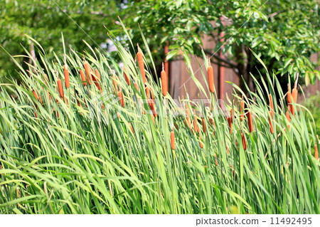 Ear of the Gama Ear of the Gama 11492495