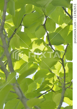 Magnolia Magnolia 11492651