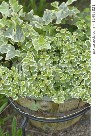 Pumila planting 11492821