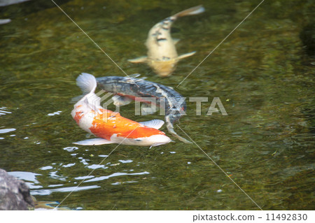 池塘的鯉魚 池塘的鯉魚 11492830
