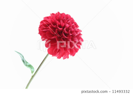 深紅色大麗花（一個輪子）（右邊） 11493332