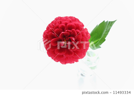 深紅色大麗花(一個輪子)(正面) 深紅色大麗花(一個輪子)(正面) 11493334