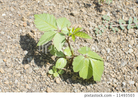 Yakugarashi 11493503