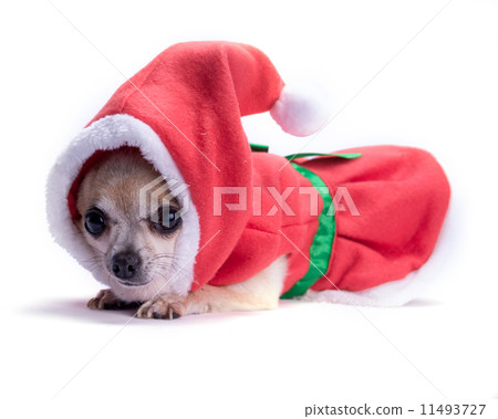 Santa Claus Dog 11493727