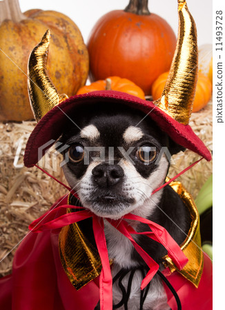Cute Halloween Devil Dog Cute Halloween Devil Dog 11493728