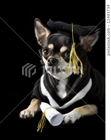 Graduation Dog 11493734