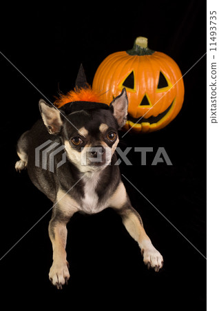 Halloween Chihuahua 11493735