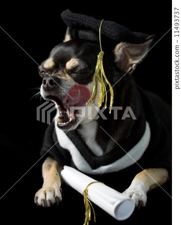 Graduation Dog 11493737