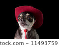 Cute Chihuahua in Red Cowboy Hat 11493759