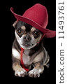 Cute Chihuahua in Red Cowboy Hat 11493761