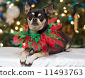 Christmas Chihuahua 11493763