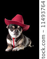 Cute Chihuahua in Red Cowboy Hat 11493764