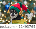 Christmas Chihuahua 11493765