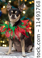 Christmas Chihuahua 11493768