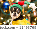 Christmas Chihuahua 11493769