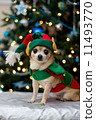 Christmas Chihuahua 11493770