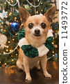 Christmas Chihuahua 11493772