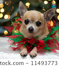 Christmas Chihuahua 11493773