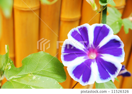 Summer morning glory Summer morning glory 11526326