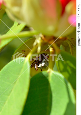 Asianigakubi 11526370