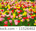Tulip 11526402