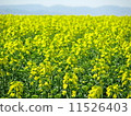 Rapeseed field 11526403