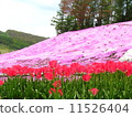 Shibaura and tulip 11526404