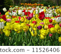 Tulip 11526406