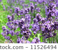 lavender 11526494