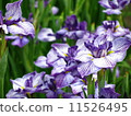 Iris 11526495