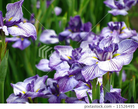 Iris 11526495