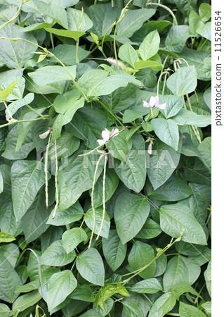 Jouroku Sasage 02 11526654