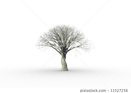 Dead tree with no leaves 11527256