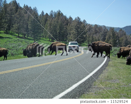 Yellowstone National Park Bison crossing 11529524